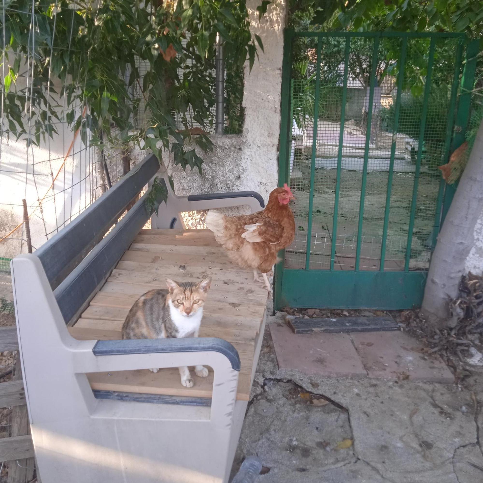 Το Μικρό Σπίτι στη Φάρμα! Διαμέρισμα Αχαρναί Εξωτερικό φωτογραφία